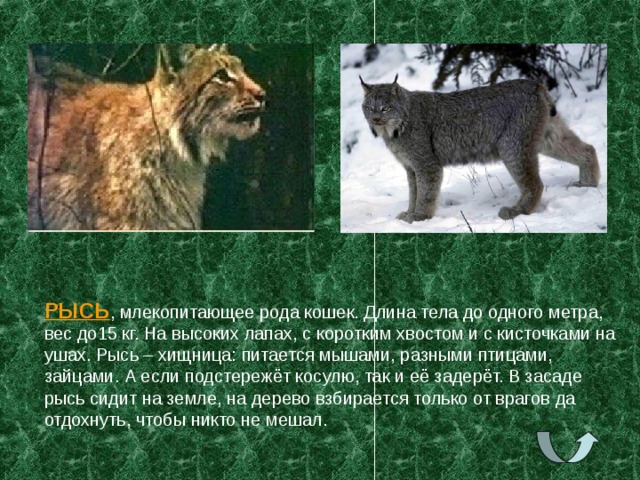 РЫСЬ , млекопитающее рода кошек. Длина тела до одного метра, вес до15 кг. На высоких лапах, с коротким хвостом и с кисточками на ушах. Рысь – хищница: питается мышами, разными птицами, зайцами. А если подстережёт косулю, так и её задерёт. В засаде рысь сидит на земле, на дерево взбирается только от врагов да отдохнуть, чтобы никто не мешал. 