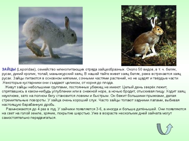 ЗАЙЦЫ (Leporidae), семейство млекопитающих отряда зайцеобразных. Около 50 видов, в т. ч. беляк, русак, дикий кролик, толай, маньчжурский заяц. В нашей тайге живет заяц беляк, реже встречается заяц русак. Зайцы питаются в основном мягкими, сочными частями растений, но не щадят и твёрдые части .Некоторые кустарники они съедают целиком, от корня до плода.  Живут зайцы небольшими группами, постоянных убежищ не имеют. Целый день зверёк лежит, спрятавшись в каком-нибудь углублении или в снежной норе, а ночью бродит, отыскивая пищу. Ходит заяц неуклюже, зато на полном бегу становится ловким и быстрым. Он бежит большими прыжками, делая стремительные повороты. У зайца очень хороший слух. Часто зайцы топают задними лапами, выбивая настоящую барабанную дробь.  Размножаются до 4 раз в год. У зайчихи появляется 3-6, а иногда и больше детёнышей. Они появляются на свет на голой земле, зрячие, покрытие шерстью. Уже в возрасте нескольких дней зайчата могут самостоятельно передвигаться. 
