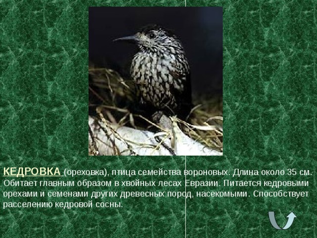 КЕДРОВКА  (ореховка), птица семейства вороновых. Длина около 35 см. Обитает главным образом в хвойных лесах Евразии. Питается кедровыми орехами и семенами других древесных пород, насекомыми. Способствует расселению кедровой сосны. 