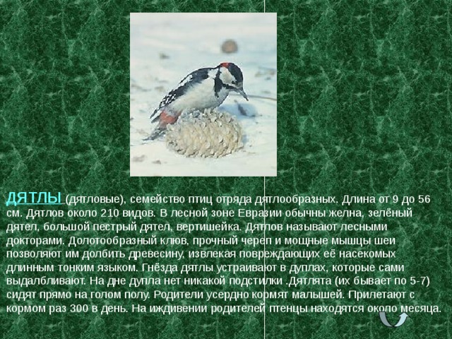 ДЯТЛЫ  (дятловые), семейство птиц отряда дятлообразных. Длина от 9 до 56 см. Дятлов около 210 видов. В лесной зоне Евразии обычны желна, зелёный дятел, большой пестрый дятел, вертишейка. Дятлов называют лесными докторами. Долотообразный клюв, прочный череп и мощные мышцы шеи позволяют им долбить древесину, извлекая повреждающих её насекомых длинным тонким языком. Гнёзда дятлы устраивают в дуплах, которые сами выдалбливают. На дне дупла нет никакой подстилки .Дятлята (их бывает по 5-7) сидят прямо на голом полу. Родители усердно кормят малышей. Прилетают с кормом раз 300 в день. На иждивении родителей птенцы находятся около месяца. 
