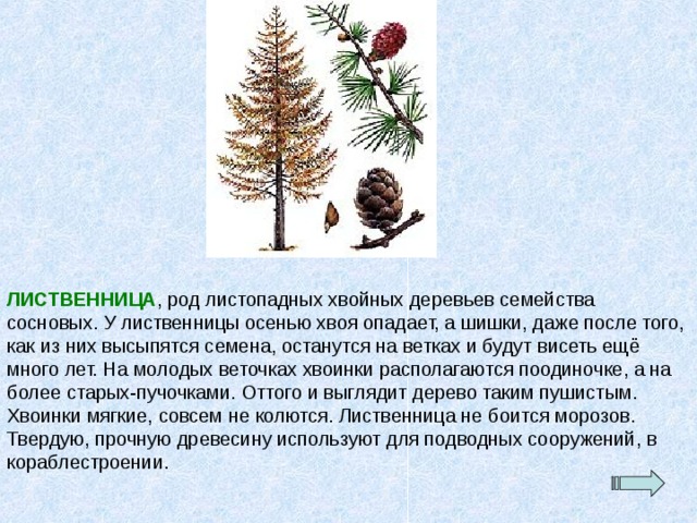 ЛИСТВЕННИЦА , род листопадных хвойных деревьев семейства сосновых. У лиственницы осенью хвоя опадает, а шишки, даже после того, как из них высыпятся семена, останутся на ветках и будут висеть ещё много лет. На молодых веточках хвоинки располагаются поодиночке, а на более старых-пучочками. Оттого и выглядит дерево таким пушистым. Хвоинки мягкие, совсем не колются. Лиственница не боится морозов. Твердую, прочную древесину используют для подводных сооружений, в кораблестроении. 