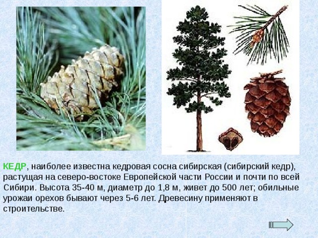 КЕДР , наиболее известна кедровая сосна сибирская (сибирский кедр), растущая на северо-востоке Европейской части России и почти по всей Сибири. Высота 35-40 м, диаметр до 1,8 м, живет до 500 лет; обильные урожаи орехов бывают через 5-6 лет. Древесину применяют в строительстве 