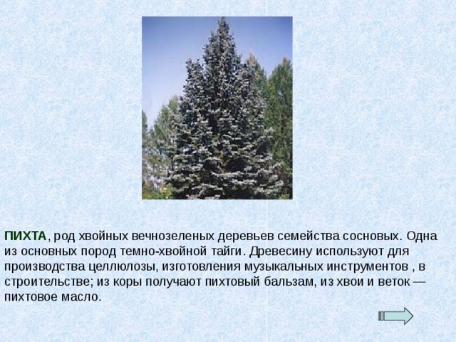 ПИХТА , род хвойных вечнозеленых деревьев семейства сосновых. Одна из основных пород темно-хвойной тайги. Древесину используют для производства целлюлозы, изготовления музыкальных инструментов , в строительстве; из коры получают пихтовый бальзам, из хвои и веток — пихтовое масло. 
