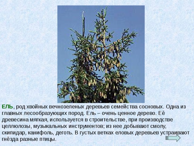 ЕЛЬ , род хвойных вечнозеленых деревьев семейства сосновых. Одна из главных лесообразующих пород. Ель – очень ценное дерево. Её древесина мягкая, используется в строительстве, при производстве целлюлозы, музыкальных инструментов; из нее добывают смолу, скипидар, канифоль, деготь. В густых ветках еловых деревьев устраивают гнёзда разные птицы. 