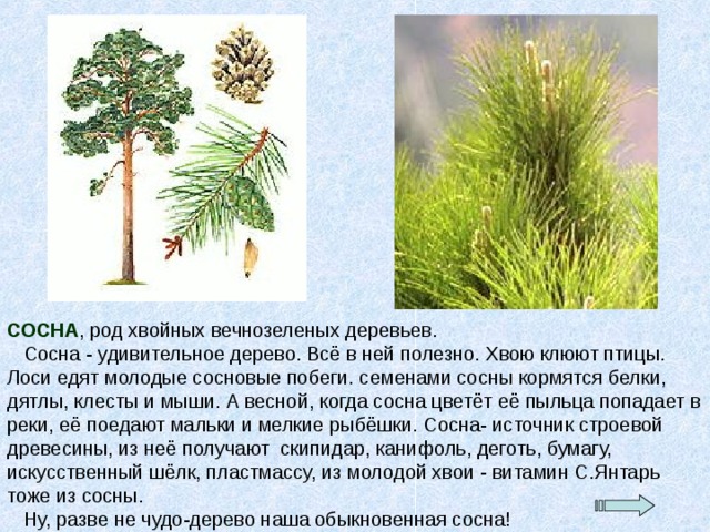 СОСНА , род хвойных вечнозеленых деревьев.  Сосна - удивительное дерево. Всё в ней полезно. Хвою клюют птицы. Лоси едят молодые сосновые побеги. семенами сосны кормятся белки, дятлы, клесты и мыши. А весной, когда сосна цветёт её пыльца попадает в реки, её поедают мальки и мелкие рыбёшки. Сосна- источник строевой древесины, из неё получают скипидар, канифоль, деготь, бумагу, искусственный шёлк, пластмассу, из молодой хвои - витамин С.Янтарь тоже из сосны.  Ну, разве не чудо-дерево наша обыкновенная сосна! 