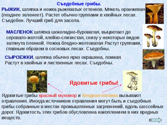  Съедобные грибы. РЫЖИК , шляпка и ножка рыжеватых оттенков. Мякоть оранжевая (позднее зеленеет). Растет обычно группами в хвойных лесах. Съедобен. Лучший гриб для засола. МАСЛЕНОК шляпка шоколадно-буроватая, выцветает до серовато-желтой, клейко-слизистая, снизу у некоторых видов затянута пленкой. Ножка бледно-желтоватая Растут группами, главным образом в сосновых лесах. Съедобны. СЫРОЕЖКИ , шляпка обычно ярко окрашена, ломкая. Растут в хвойных и лиственных лесах. Съедобны.  Ядовитые грибы! Ядовитые грибы красный мухомор и бледная поганка вызывают отравления. Иногда источником отравления могут быть и съедобные грибы собранные в местах промышленных загрязнений, вдоль шоссейных дорог. Ядовитость этих грибов обусловлена накоплением в них вредных веществ. 