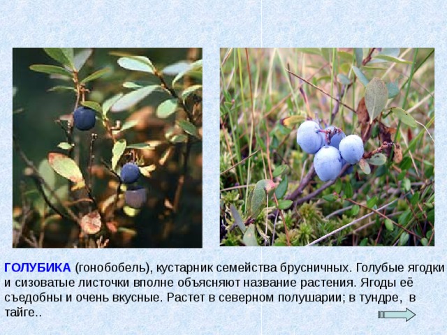 ГОЛУБИКА (гонобобель), кустарник семейства брусничных. Голубые ягодки и сизоватые листочки вполне объясняют название растения. Ягоды её съедобны и очень вкусные. Растет в северном полушарии; в тундре, в тайге.. 