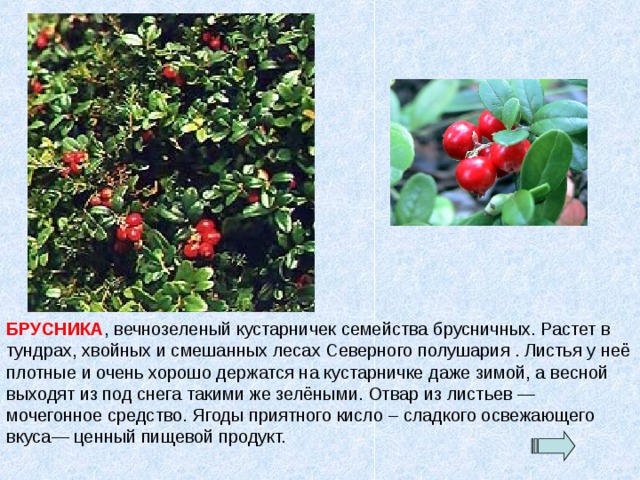 БРУСНИКА , вечнозеленый кустарничек семейства брусничных. Растет в тундрах, хвойных и смешанных лесах Северного полушария . Листья у неё плотные и очень хорошо держатся на кустарничке даже зимой, а весной выходят из под снега такими же зелёными. Отвар из листьев — мочегонное средство. Ягоды приятного кисло – сладкого освежающего вкуса— ценный пищевой продукт. 