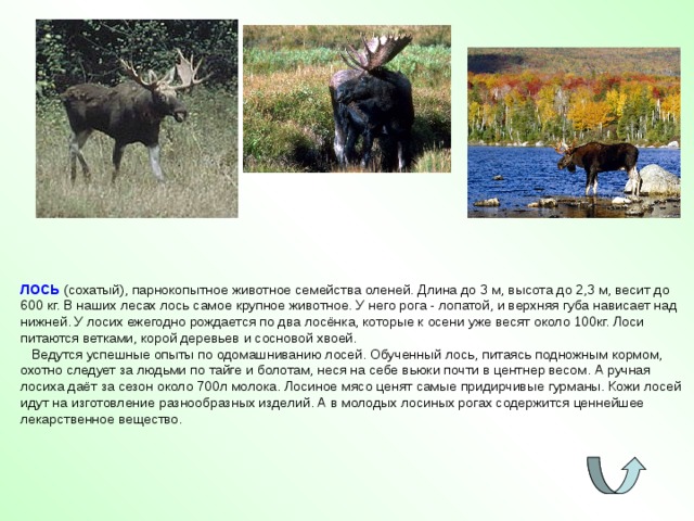 ЛОСЬ (сохатый), парнокопытное животное семейства оленей. Длина до 3 м, высота до 2,3 м, весит до 600 кг. В наших лесах лось самое крупное животное. У него рога - лопатой, и верхняя губа нависает над нижней. У лосих ежегодно рождается по два лосёнка, которые к осени уже весят около 100кг. Лоси питаются ветками, корой деревьев и сосновой хвоей.  Ведутся успешные опыты по одомашниванию лосей. Обученный лось, питаясь подножным кормом, охотно следует за людьми по тайге и болотам, неся на себе вьюки почти в центнер весом. А ручная лосиха даёт за сезон около 700л молока. Лосиное мясо ценят самые придирчивые гурманы. Кожи лосей идут на изготовление разнообразных изделий. А в молодых лосиных рогах содержится ценнейшее лекарственное вещество. 