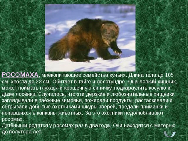 РОСОМАХА , млекопитающее семейства куньих. Длина тела до 105 см, хвоста до 23 см. Обитает в тайге и лесотундре. Она-ловкий хищник, может поймать глухаря и крошечную синичку, подкараулить косулю и даже лосёнка. Случалось, что эти дерзкие и любознательные хищники заглядывали в таёжные зимовья, пожирали продукты, растаскивали и обгрызали добытые охотниками шкуры зверей, поедали приманки и попавшихся в капканы животных. За это охотники недолюбливают росомах. Детёныши родятся у росомах раз в два года. Они находятся с матерью до полутора лет. 