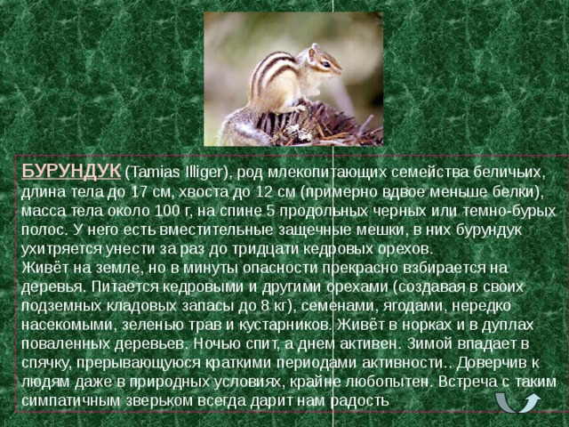 БУРУНДУК (Tamias Illiger), род млекопитающих семейства беличьих, длина тела до 17 см, хвоста до 12 см (примерно вдвое меньше белки), масса тела около 100 г, на спине 5 продольных черных или темно-бурых полос. У него есть вместительные защечные мешки, в них бурундук ухитряется унести за раз до тридцати кедровых орехов. Живёт на земле, но в минуты опасности прекрасно взбирается на деревья. Питается кедровыми и другими орехами (создавая в своих подземных кладовых запасы до 8 кг), семенами, ягодами, нередко насекомыми, зеленью трав и кустарников. Живёт в норках и в дуплах поваленных деревьев. Ночью спит, а днем активен. Зимой впадает в спячку, прерывающуюся краткими периодами активности.. Доверчив к людям даже в природных условиях, крайне любопытен. Встреча с  таким симпатичным зверьком всегда дарит нам радость 