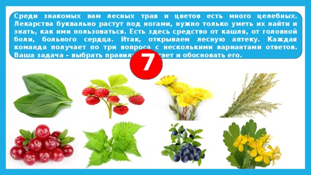 Среди знакомых вам лесных трав и цветов есть много целебных. Лекарства буквально растут под ногами, нужно только уметь их найти и знать, как ими пользоваться. Есть здесь средство от кашля, от головной боли, больного сердца. Итак, открываем лесную аптеку. Каждая команда получает по три вопроса с несколькими вариантами ответов. Ваша задача – выбрать правильный ответ и обосновать его. 7 