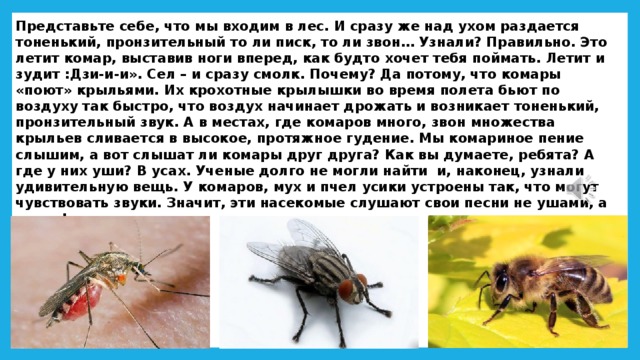 Представьте себе, что мы входим в лес. И сразу же над ухом раздается тоненький, пронзительный то ли писк, то ли звон… Узнали? Правильно. Это летит комар, выставив ноги вперед, как будто хочет тебя поймать. Летит и зудит :Дзи-и-и». Сел – и сразу смолк. Почему? Да потому, что комары «поют» крыльями. Их крохотные крылышки во время полета бьют по воздуху так быстро, что воздух начинает дрожать и возникает тоненький, пронзительный звук. А в местах, где комаров много, звон множества крыльев сливается в высокое, протяжное гудение. Мы комариное пение слышим, а вот слышат ли комары друг друга? Как вы думаете, ребята? А где у них уши? В усах. Ученые долго не могли найти и, наконец, узнали удивительную вещь. У комаров, мух и пчел усики устроены так, что могут чувствовать звуки. Значит, эти насекомые слушают свои песни не ушами, а усами! 