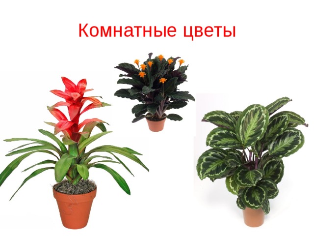 Комнатные цветы 