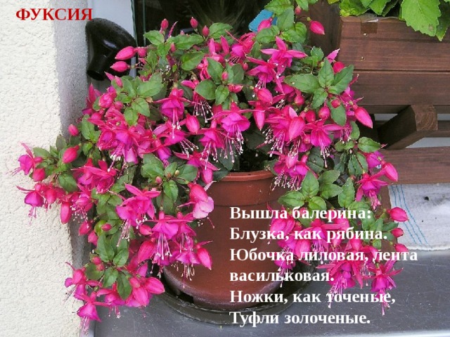 ФУКСИЯ Вышла балерина: Блузка, как рябина. Юбочка лиловая, лента васильковая. Ножки, как точеные, Туфли золоченые.   