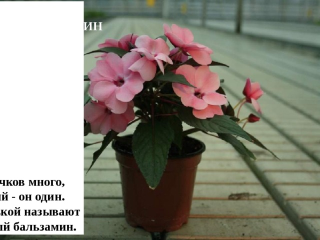 На окне цветочков много, Только мокрый - он один. Мокрым Ванькой называют Всем известный бальзамин. БАЛЬЗАМИН 