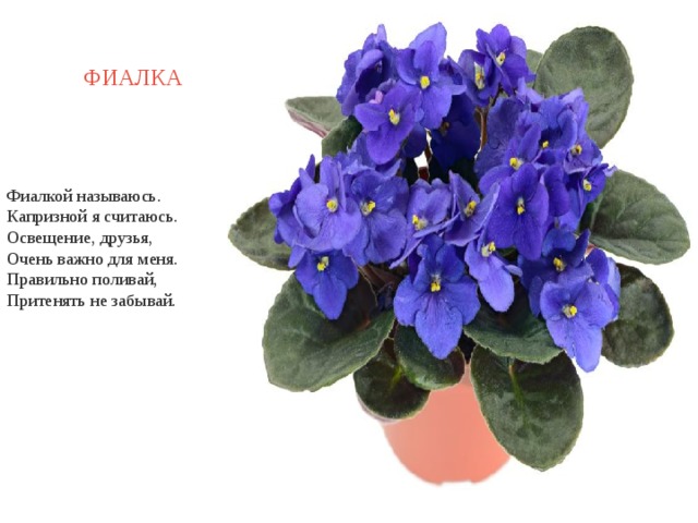 ФИАЛКА Фиалкой называюсь.  Капризной я считаюсь.  Освещение, друзья,  Очень важно для меня.  Правильно поливай,  Притенять не забывай. 