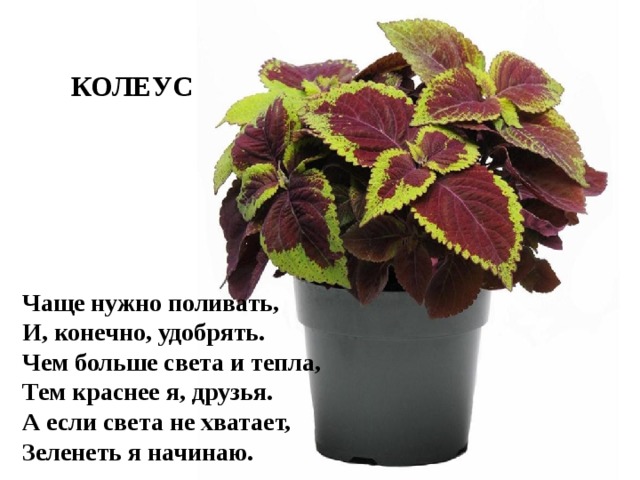 КОЛЕУС Чаще нужно поливать,  И, конечно, удобрять.  Чем больше света и тепла,  Тем краснее я, друзья.  А если света не хватает, Зеленеть я начинаю. 