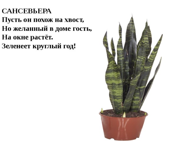 САНСЕВЬЕРА Пусть он похож на хвост,  Но желанный в доме гость,  На окне растёт.  Зеленеет круглый год! 
