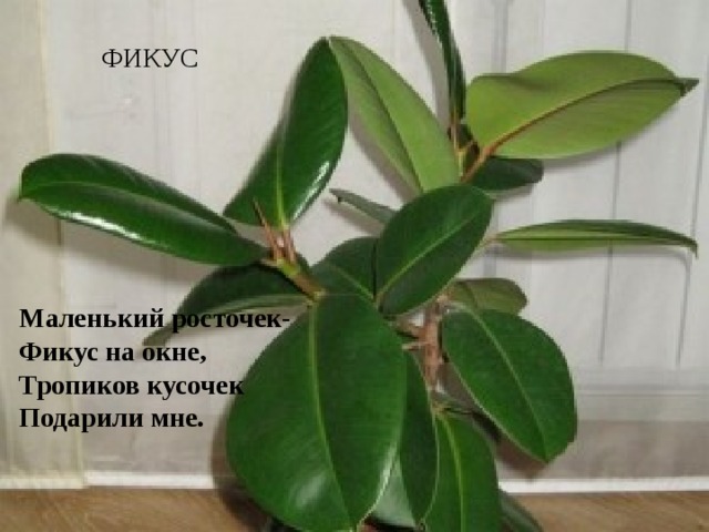 ФИКУС Маленький росточек- Фикус на окне, Тропиков кусочек Подарили мне. 