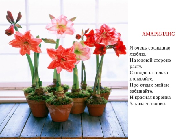 АМАРИЛЛИС Я очень солнышко люблю.  На южной стороне расту.  С поддона только поливайте,  Про отдых мой не забывайте.  И красная воронка  Закивает звонко. 
