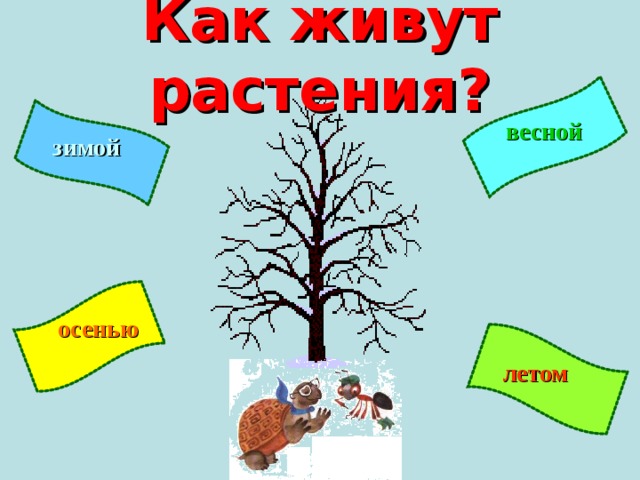 Как живут растения? весной зимой осенью летом 
