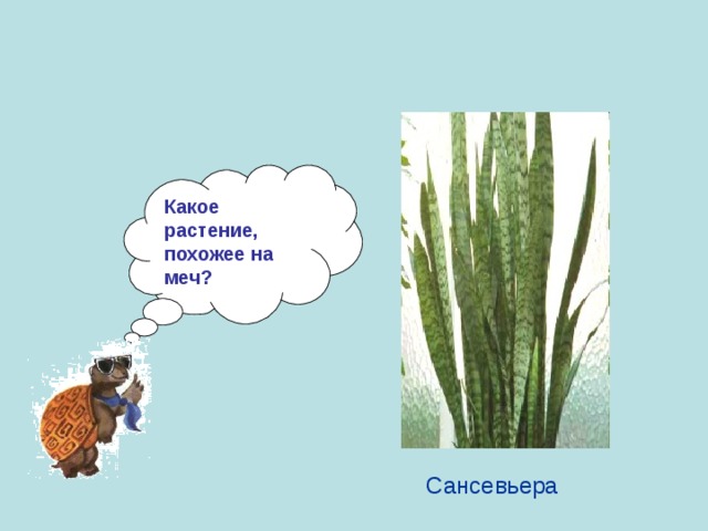 Какое растение, похожее на меч? Сансевьера 