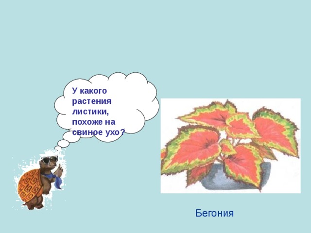 У какого растения листики, похоже на свиное ухо? Бегония 