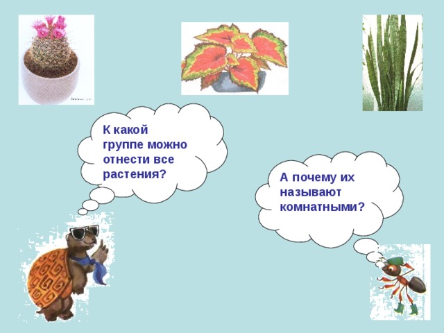 К какой группе можно отнести все растения? А почему их называют комнатными? 