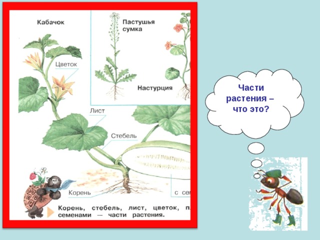 Части растения – что это? 