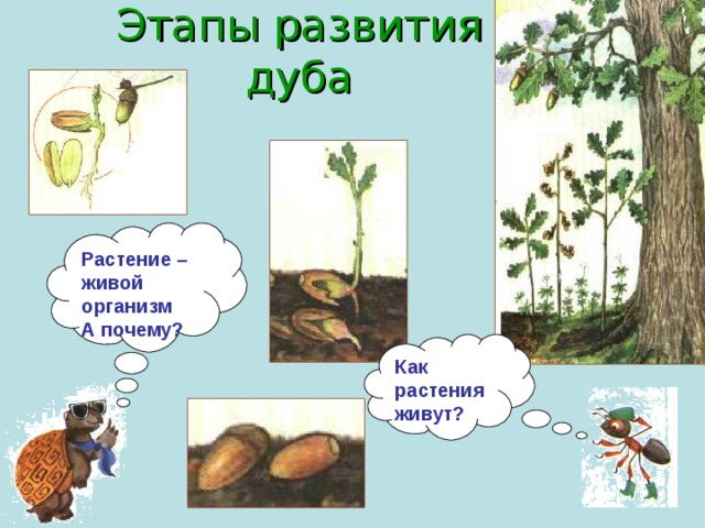 Этапы развития дуба Растение – живой организм А почему? Как растения живут? 