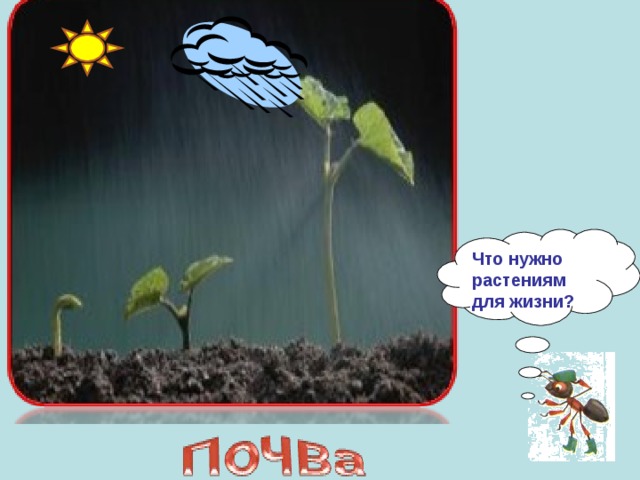 Что нужно растениям для жизни? 
