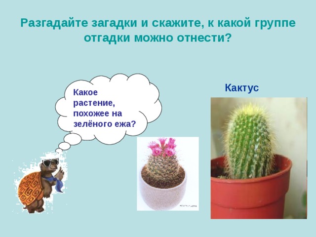 Разгадайте загадки и скажите, к какой группе отгадки можно отнести? Какое растение, похожее на зелёного ежа? Кактус  