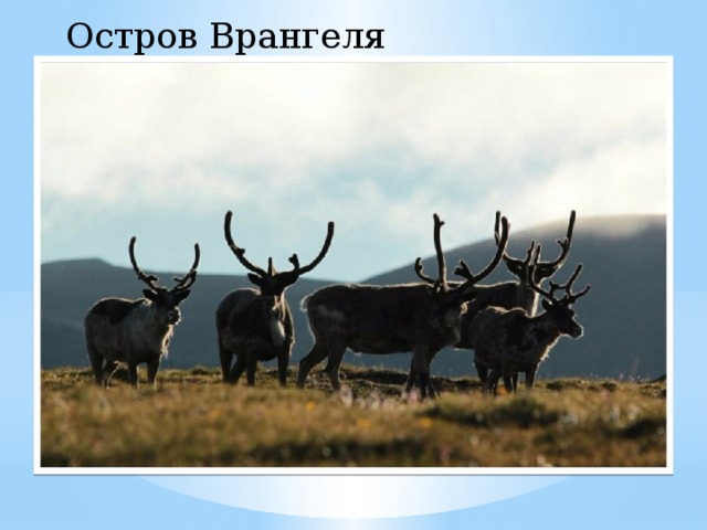 Остров Врангеля   