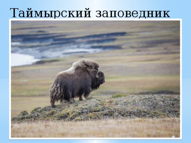 Таймырский заповедник   