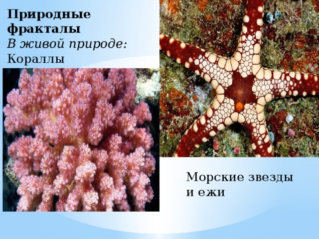Природные фракталы В живой природе: Кораллы Морские звезды и ежи 