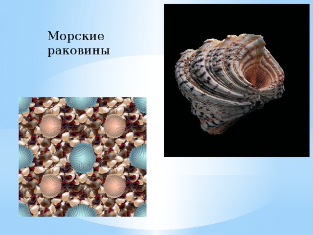Морские раковины 