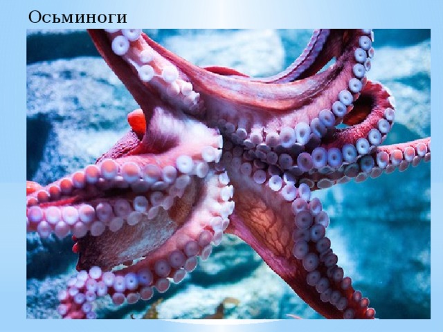 Осьминоги 