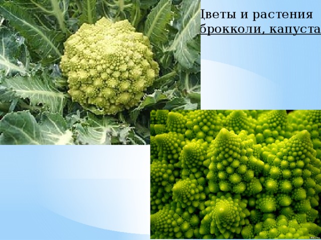 Цветы и растения ( брокколи, капуста ) 
