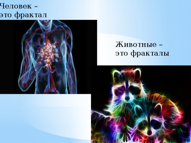 Человек – это фрактал Животные – это фракталы 