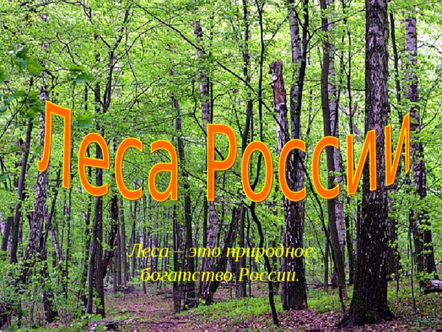 Леса – это природное богатство России. 