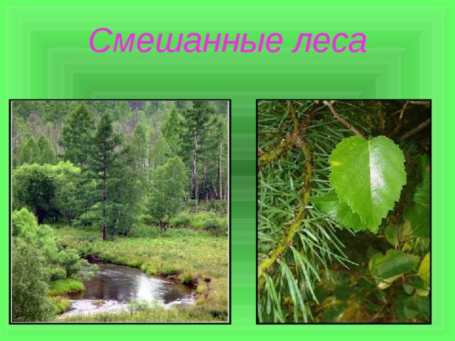 Смешанные леса 