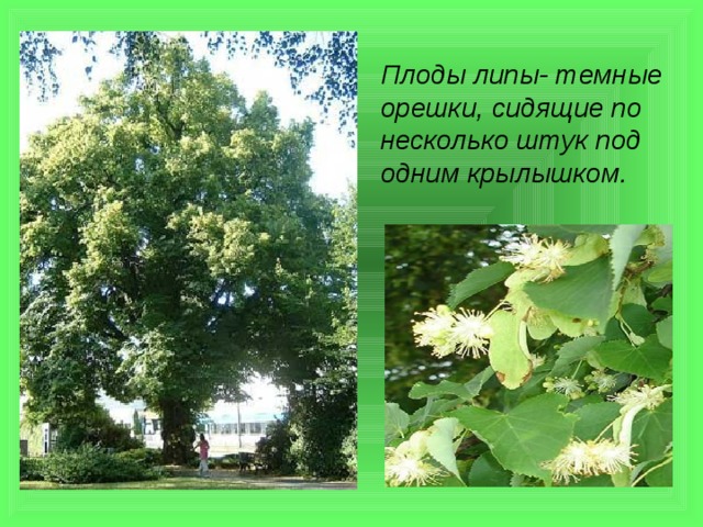 Плоды липы- темные орешки, сидящие по несколько штук под одним крылышком. 