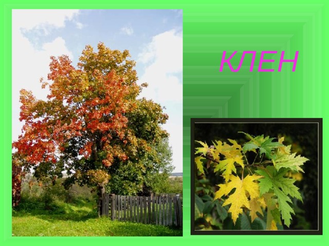  КЛЕН 
