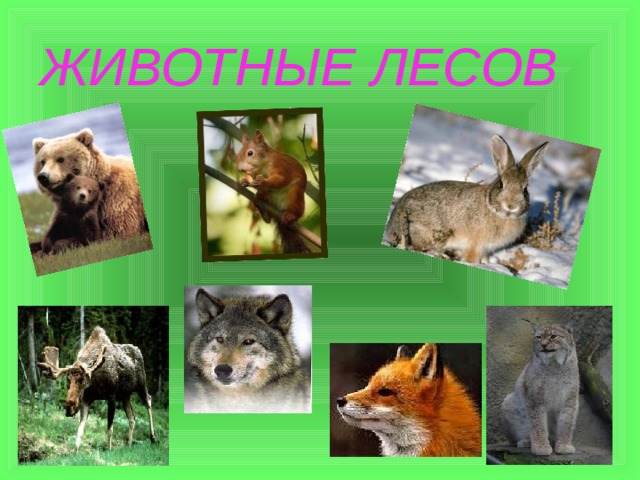 ЖИВОТНЫЕ ЛЕСОВ 
