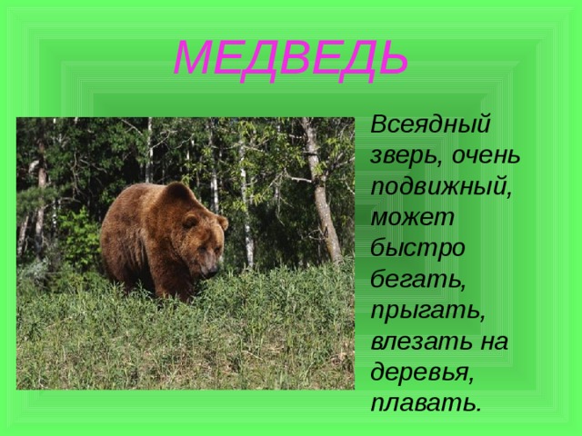 МЕДВЕДЬ Всеядный зверь, очень подвижный, может быстро бегать, прыгать, влезать на деревья, плавать. 