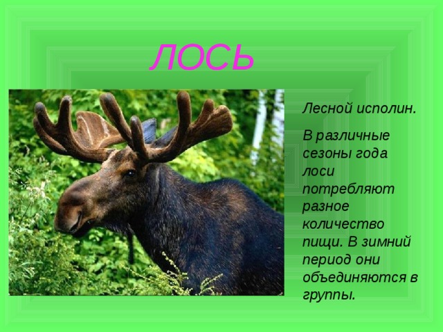  ЛОСЬ Лесной исполин. В различные сезоны года лоси потребляют разное количество пищи. В зимний период они объединяются в группы. 