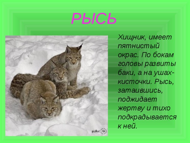  РЫСЬ Хищник, имеет пятнистый окрас. По бокам головы развиты баки, а на ушах- кисточки. Рысь, затаившись, поджидает жертву и тихо подкрадывается к ней. 