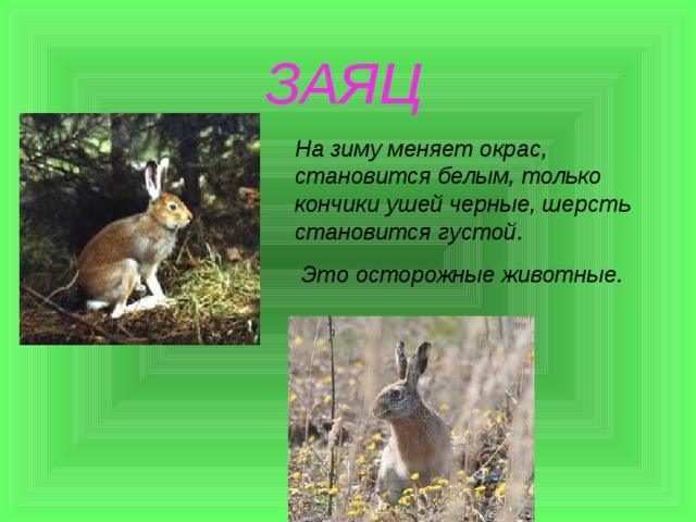  ЗАЯЦ На зиму меняет окрас, становится белым, только кончики ушей черные, шерсть становится густой.  Это осторожные животные. 