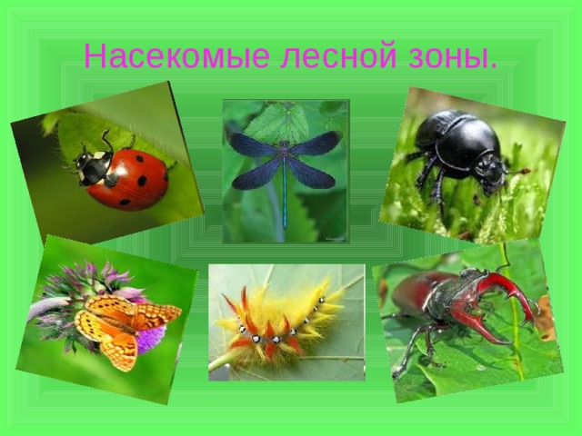 Насекомые лесной зоны. 